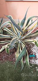 AGAVE STRIATE