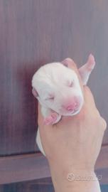 Cuccioli di SHIBA Inu con pedigree