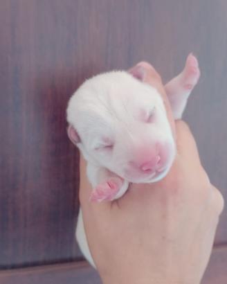 Cuccioli di SHIBA Inu con pedigree