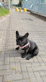 Bulldog francese