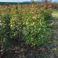 Photinia red robin