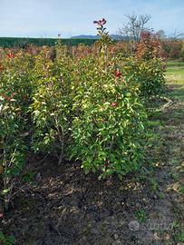 Photinia red robin
