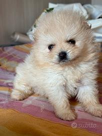 Pomerania