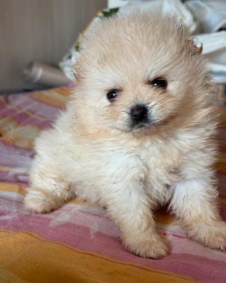 Pomerania