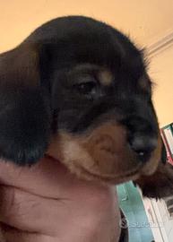 Bassotti a pelo duro