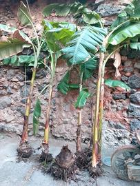 pianta banano