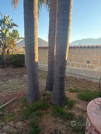 3 palme Cocus ( Syagrus romanzoffiana)