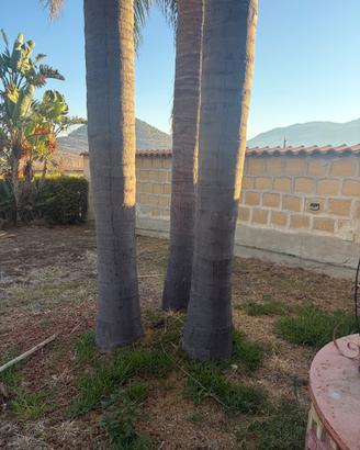 3 palme Cocus ( Syagrus romanzoffiana)