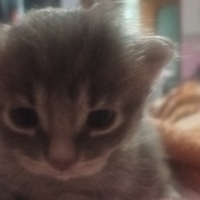 Gattini maschio / femmina