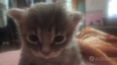 Gattini maschio / femmina