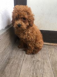 BARBOCINo TOy REd