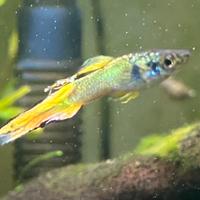 Endler
