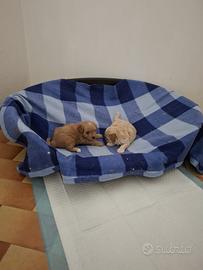 Cuccioli di maltipoo toy