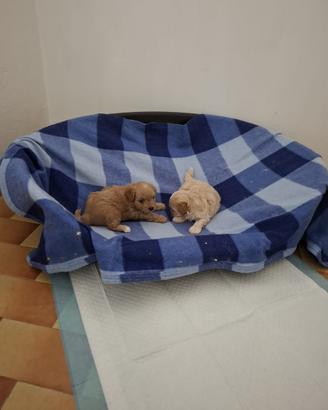 Cuccioli di maltipoo toy