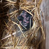 Cuccioli di conigli e conigli