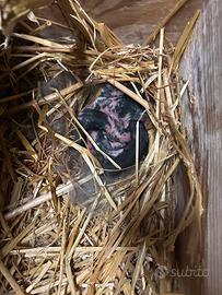 Cuccioli di conigli e conigli