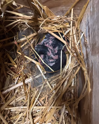 Cuccioli di conigli e conigli
