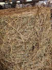 Fieno e Paglia