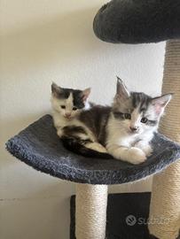 2 cuccioli maschi Mainecoon