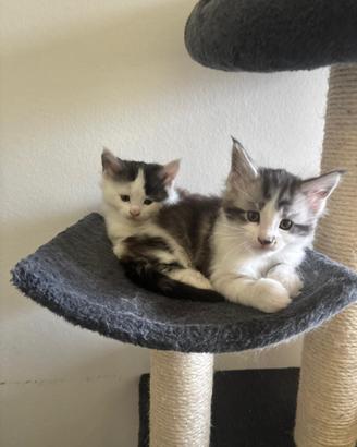 2 cuccioli maschi Mainecoon