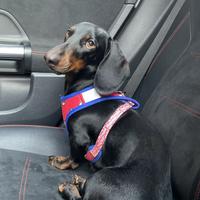 Bassotto nero focato disponibile per monta