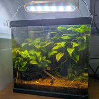 acquario 30l