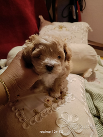 Maltipoo