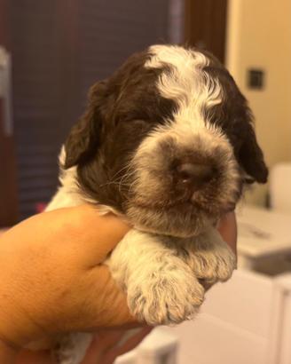 Lagotto Romagnolo