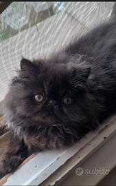Persiano nero 4 mesi