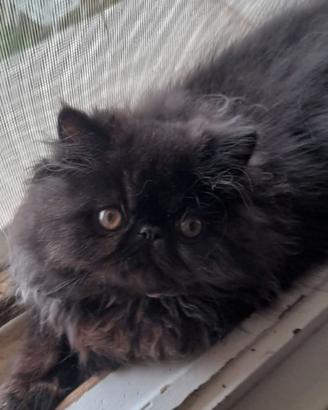 Persiano nero 4 mesi