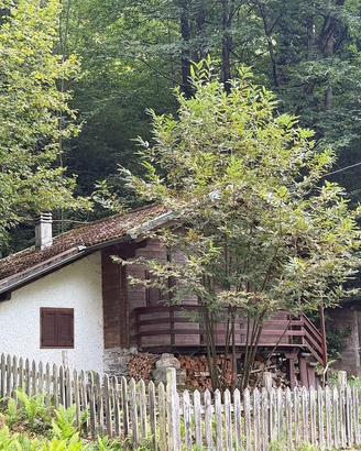 Baita in legno nel bosco