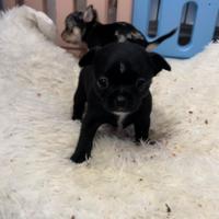 Chihuahua nero lucido maschio