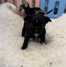 Chihuahua nero lucido maschio