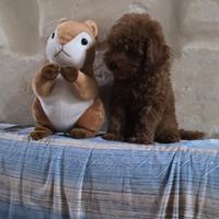Barboncini toy red brown intenso