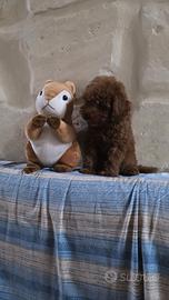 Barboncini toy red brown intenso