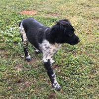 Cane breton con pedigree