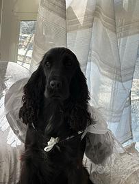 Cocker spaniel