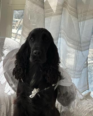 Cocker spaniel