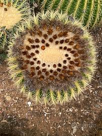 ECHINOCACTUS GRUSONII