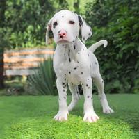 Cucciola di Dalmata