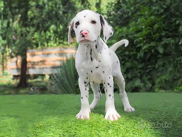 Cucciola di Dalmata