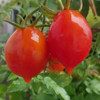 Sementi di pomodoro "Piennolo Napoletano"