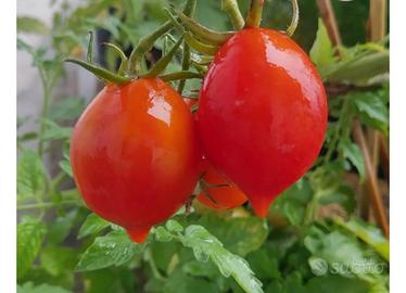 Sementi di pomodoro "Piennolo Napoletano"