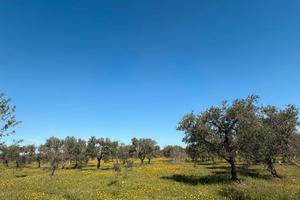 Oliveto situato sulla sp Grumo-Cassano, su strada