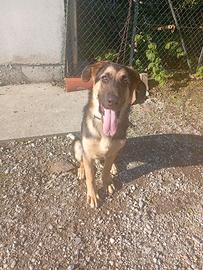 Cucciolo di cane