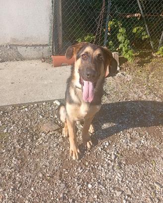 Cucciolo di cane