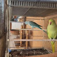 Pappagalli parrochetto del collare