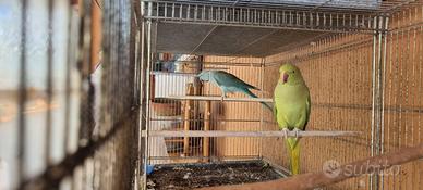 Pappagalli parrochetto del collare