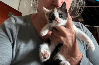 Licia gattina 2 mesi