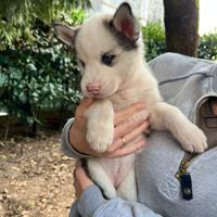 Siberian husky cuccioli